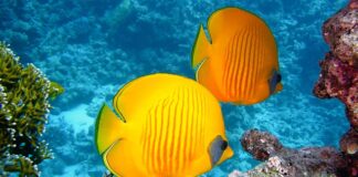 Czy w masce Pełnotwarzowej można nurkować?